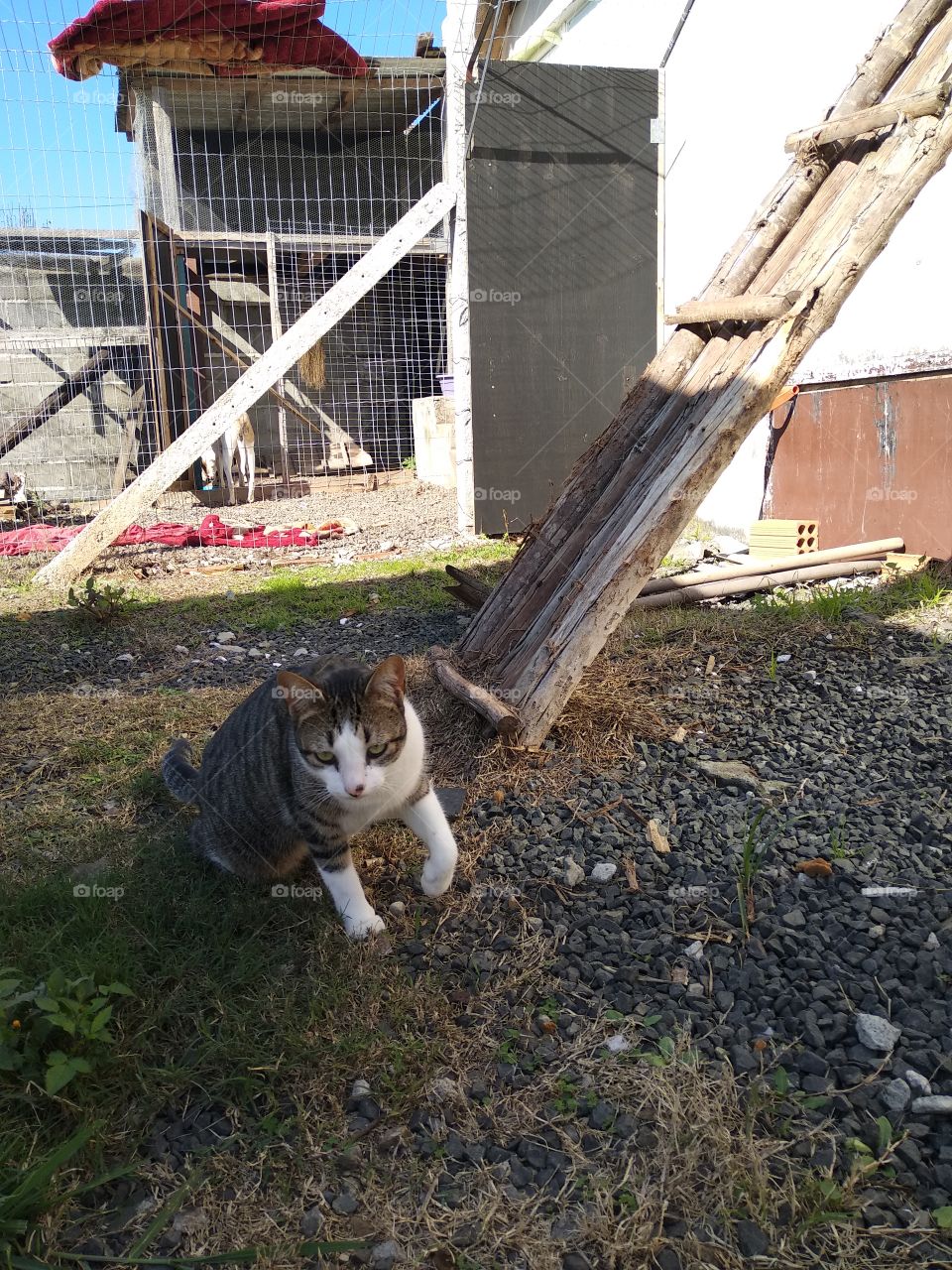 cat sitting catio sunny day
