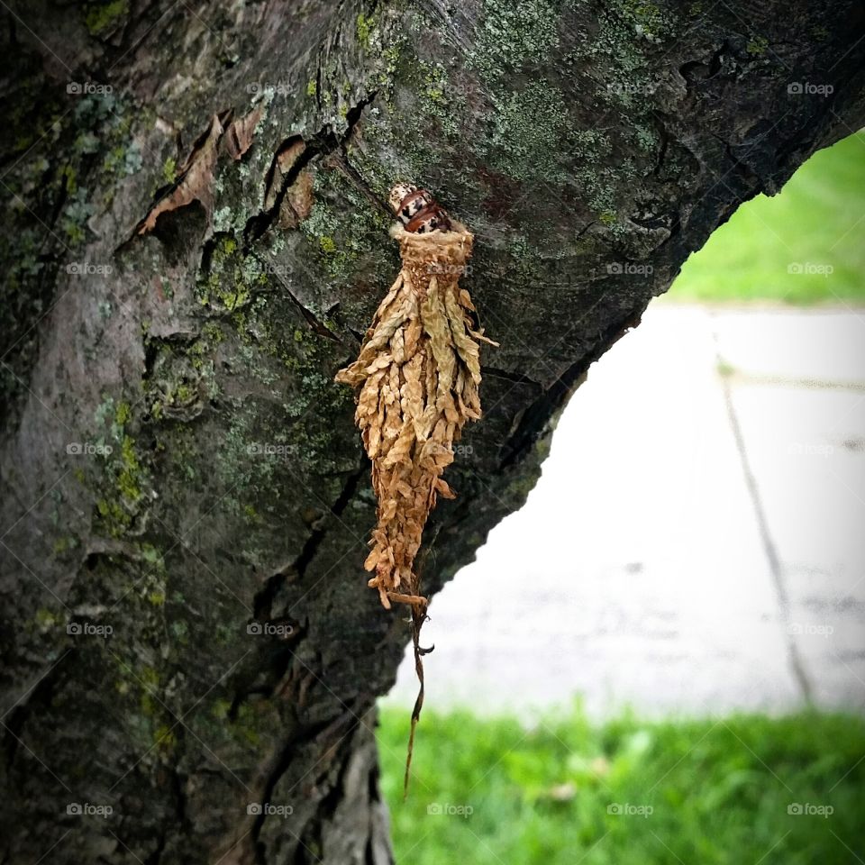 Caterpillar bug building a cocoon on a tree