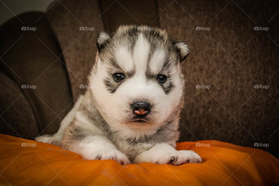 Husky baby