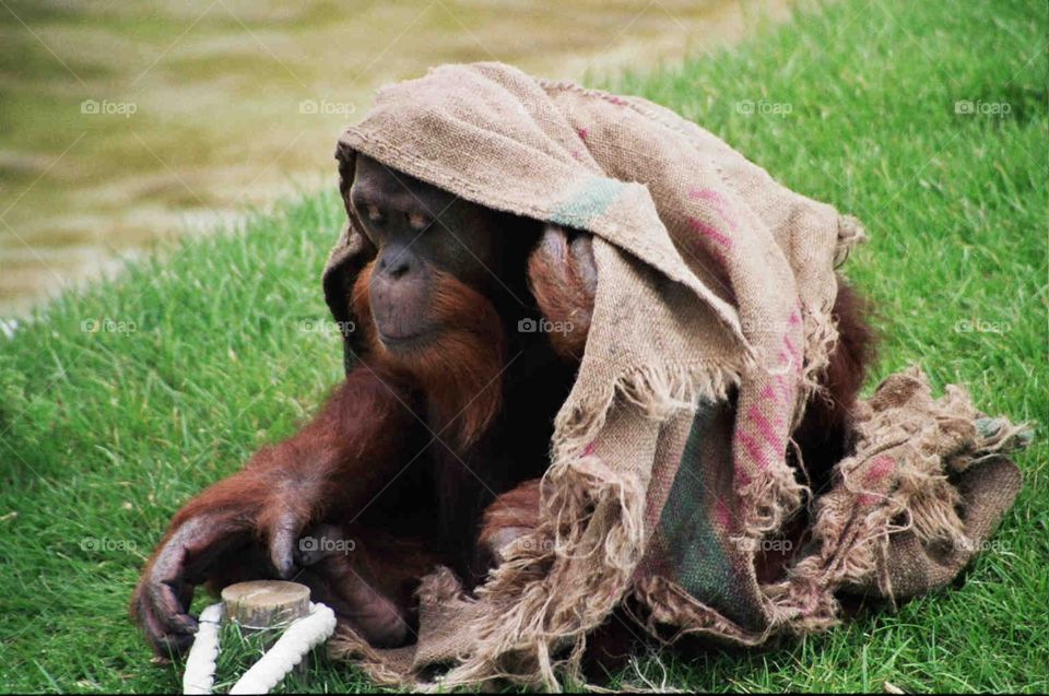Homeless monkey