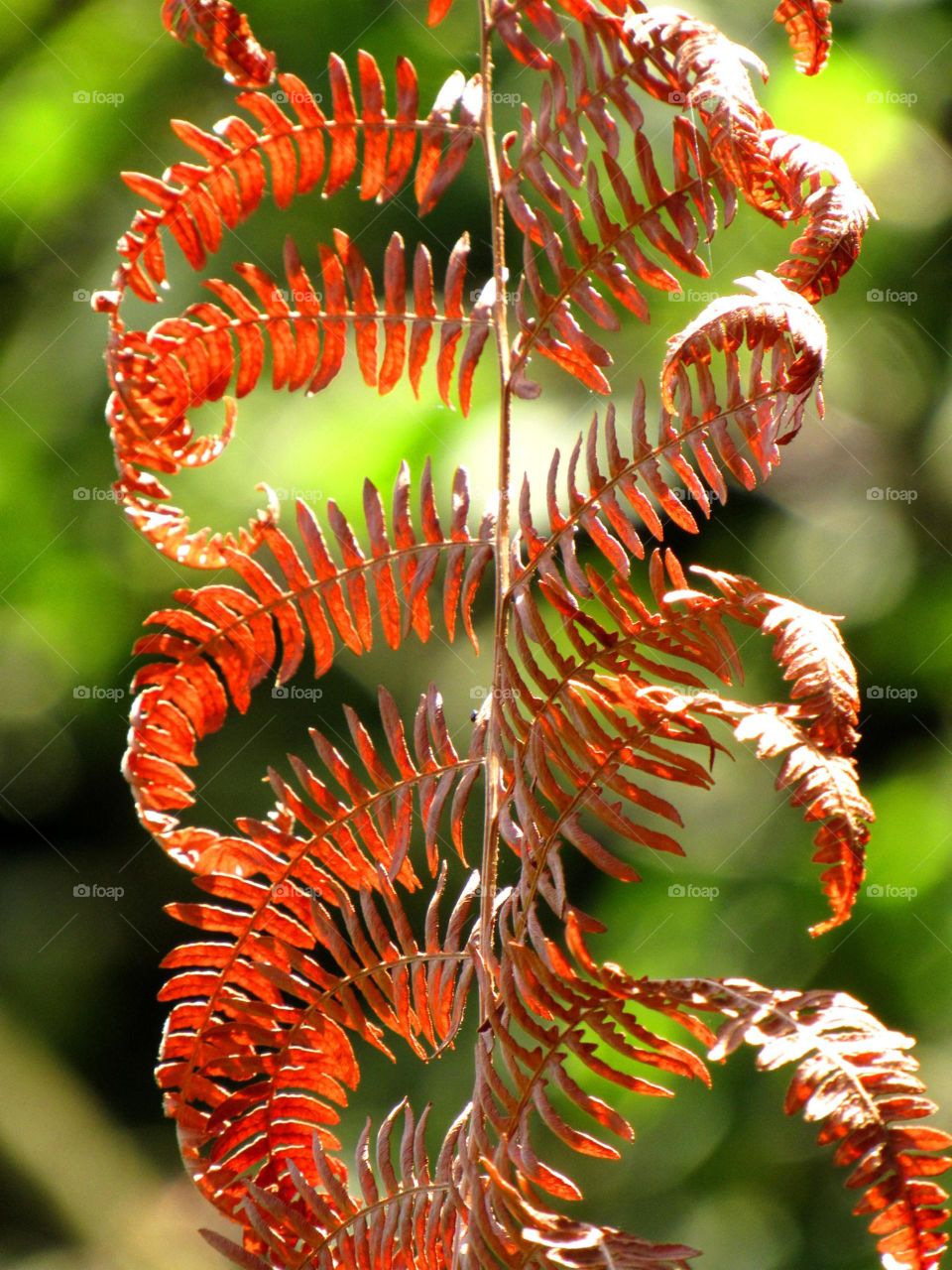 fern