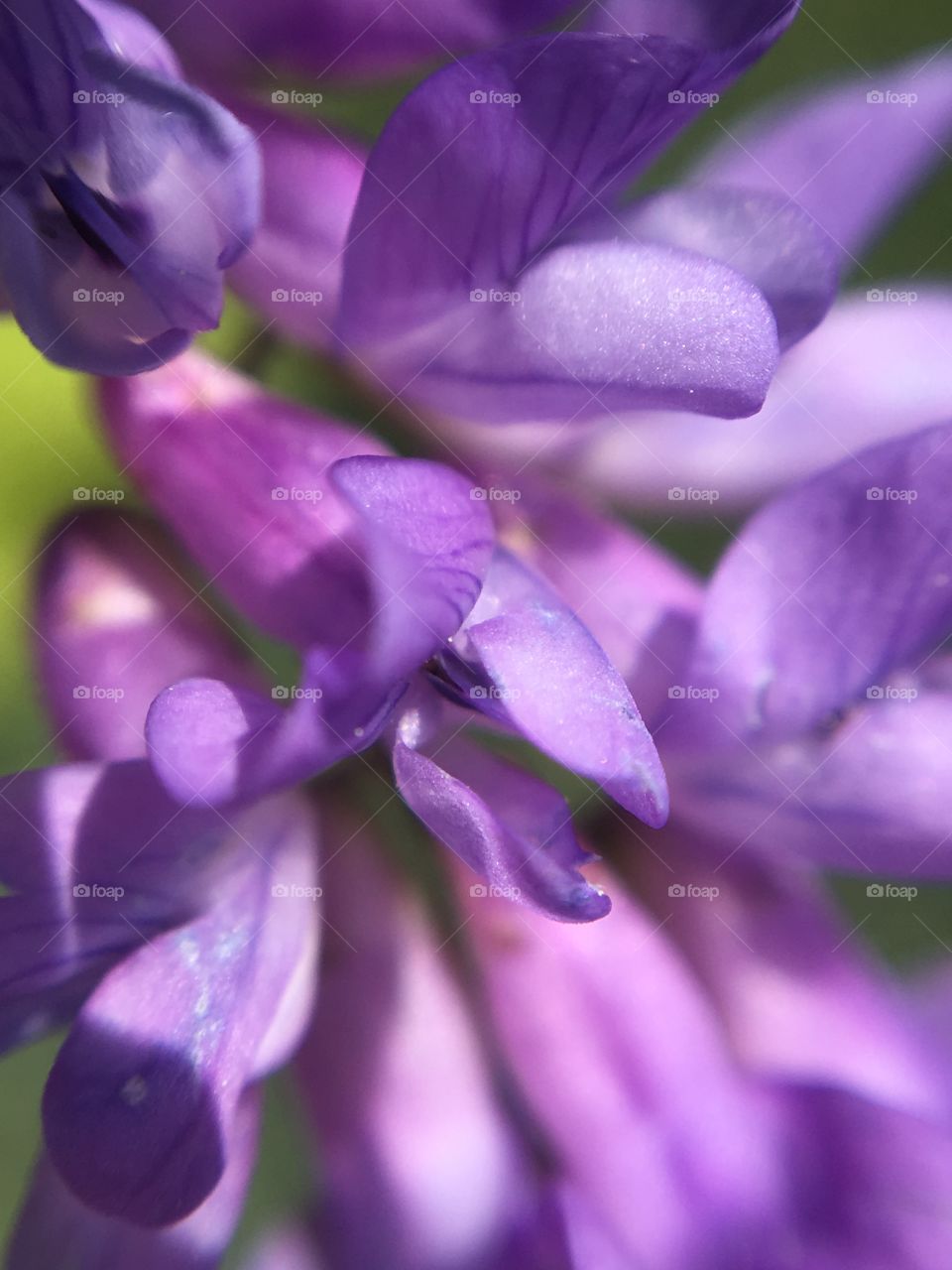 Purple flower - macro photography 