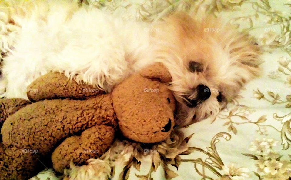 puppy love. my sweet shih tzu loving her bear