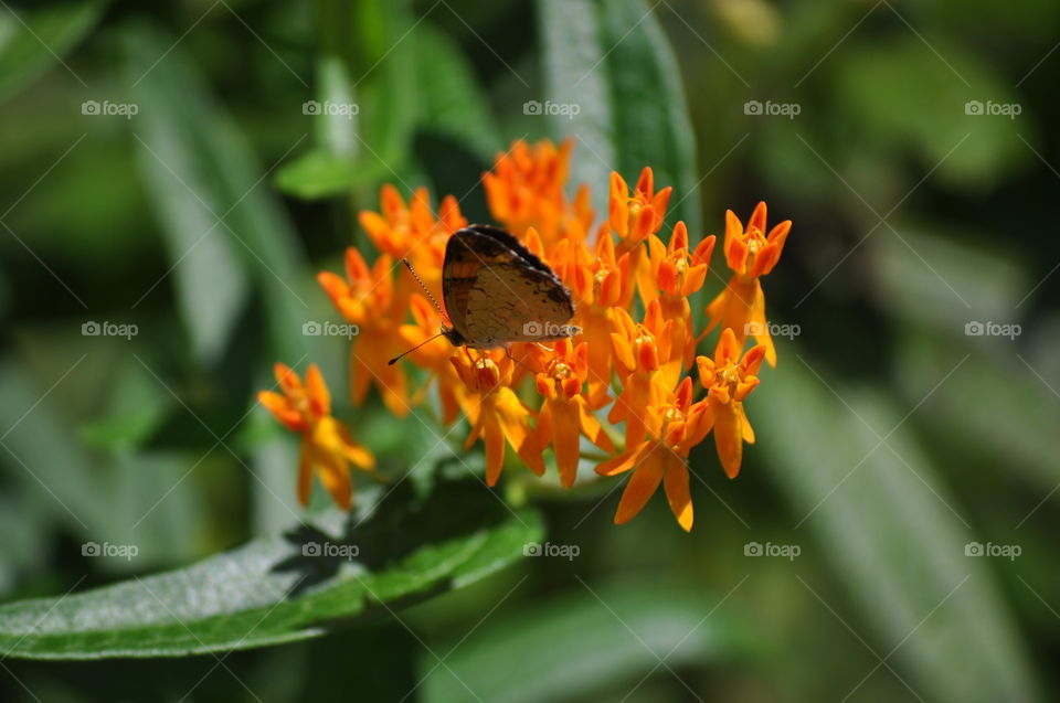 Orange Butterfly. Yard photo
