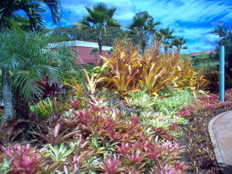 Pineapple Plantation Gardens. Some of the plants that are native to Hawaii, in the Dole Pineapple Plantation Gardens.