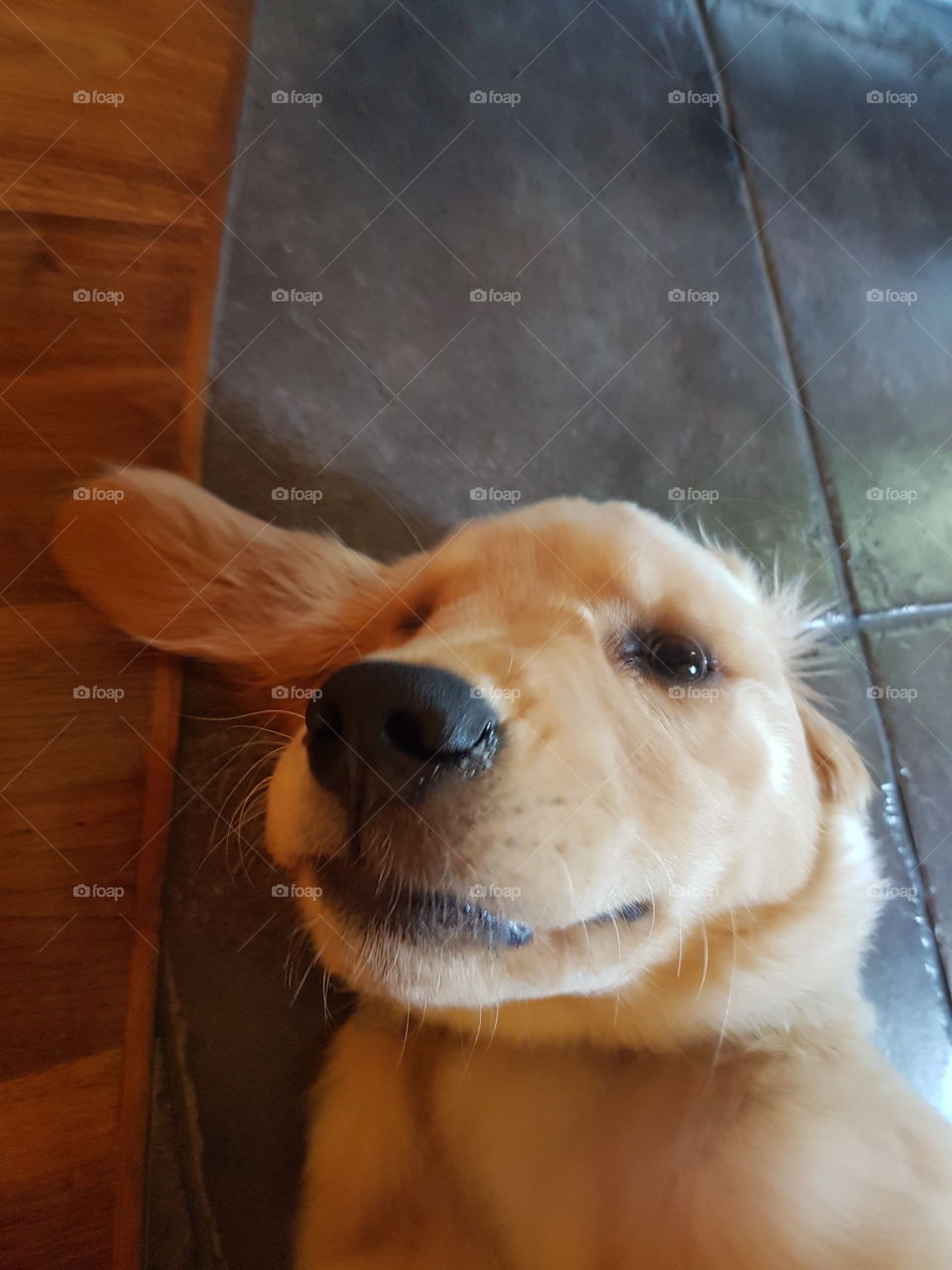“Selfie! But wait... what happened to my ear? Did you see my ear? This selfie will turn out to be horrible; it’s a good thing I’m cute!”