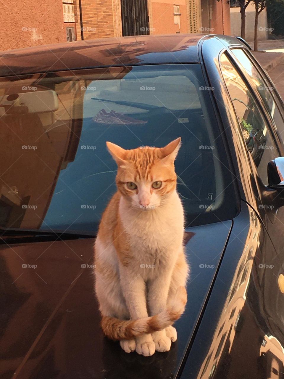 Beautiful cat looking at camera 