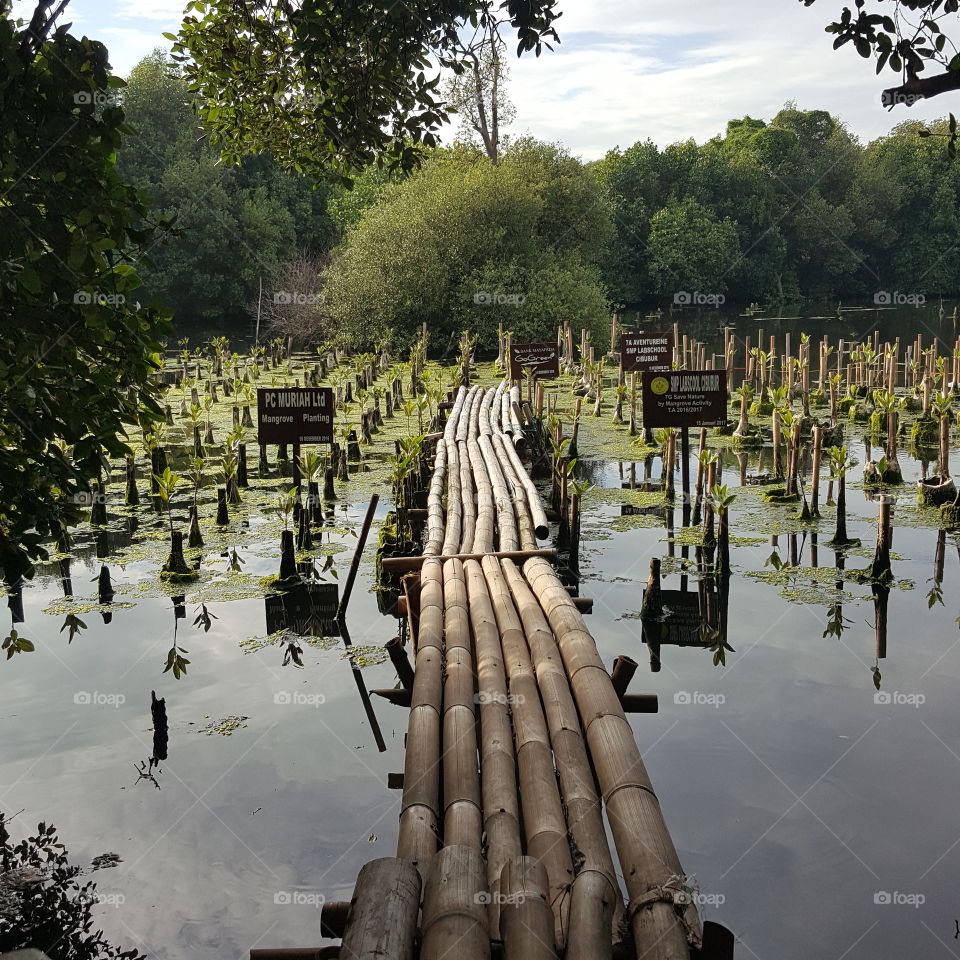 mangrove street