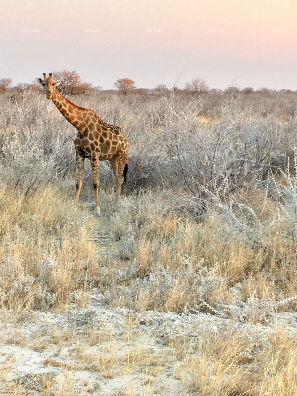 A Giraffe in Etosha National Park