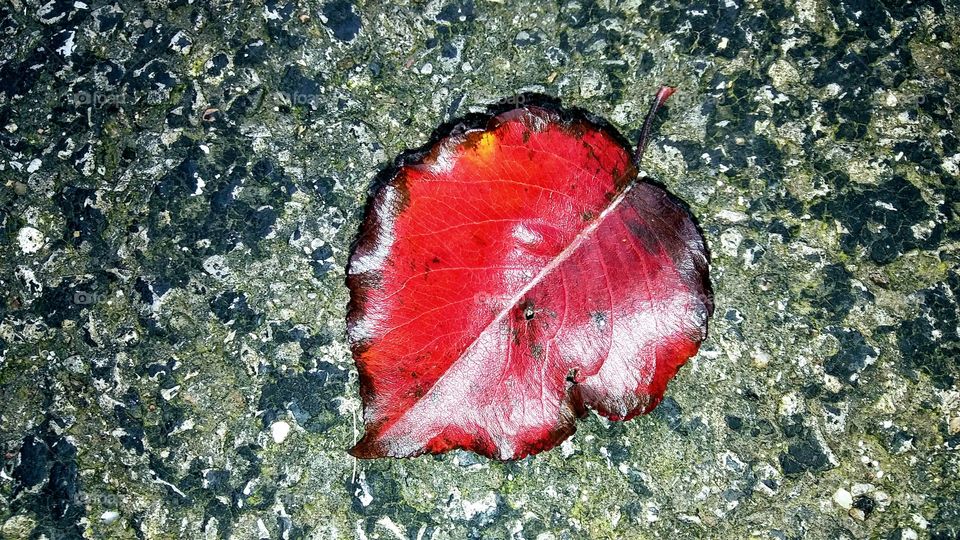 One Leaf Left