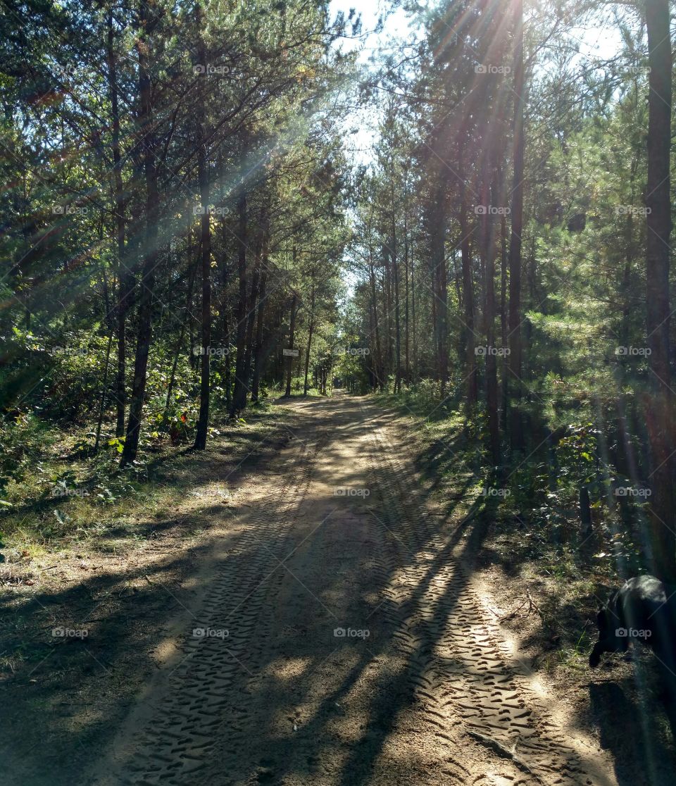 Wood, Tree, Landscape, Road, Guidance