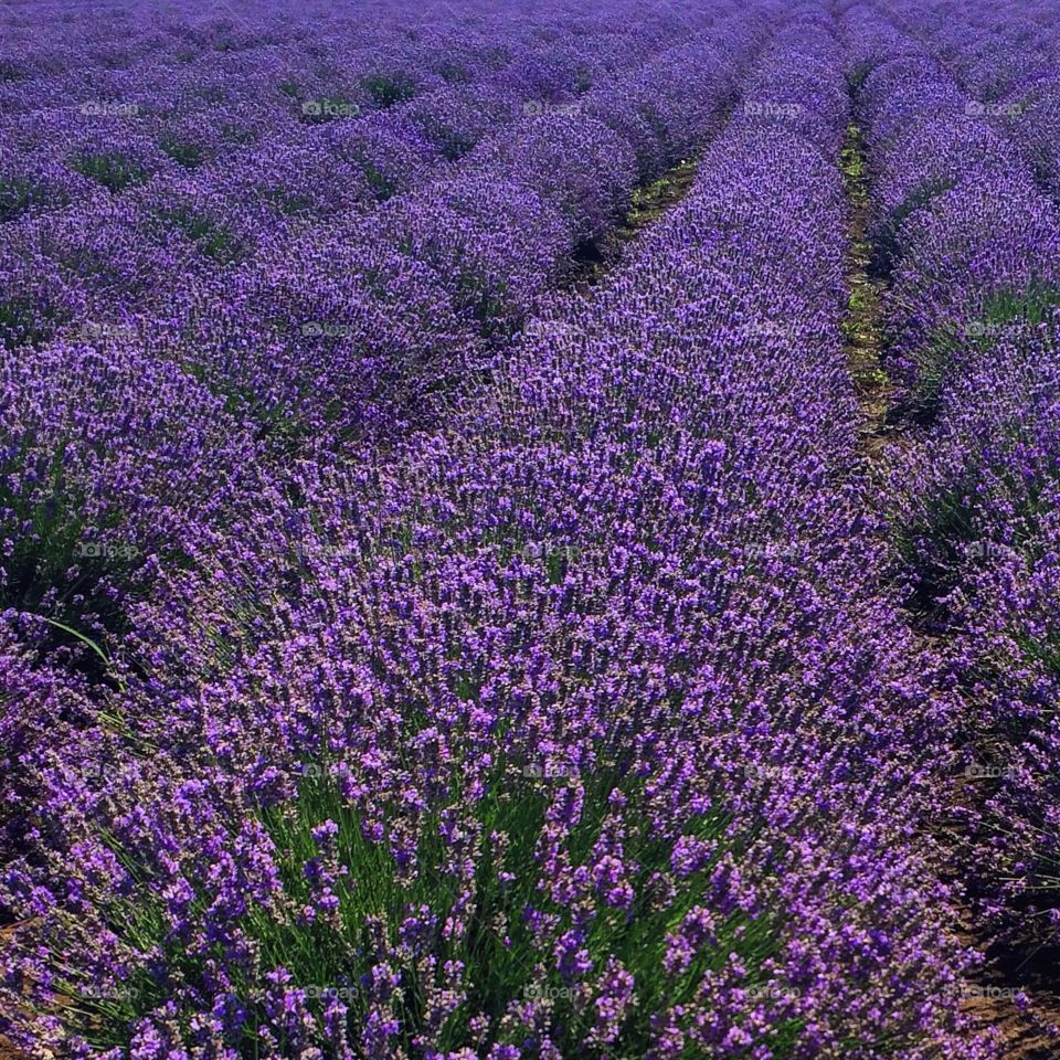 Provence lavender