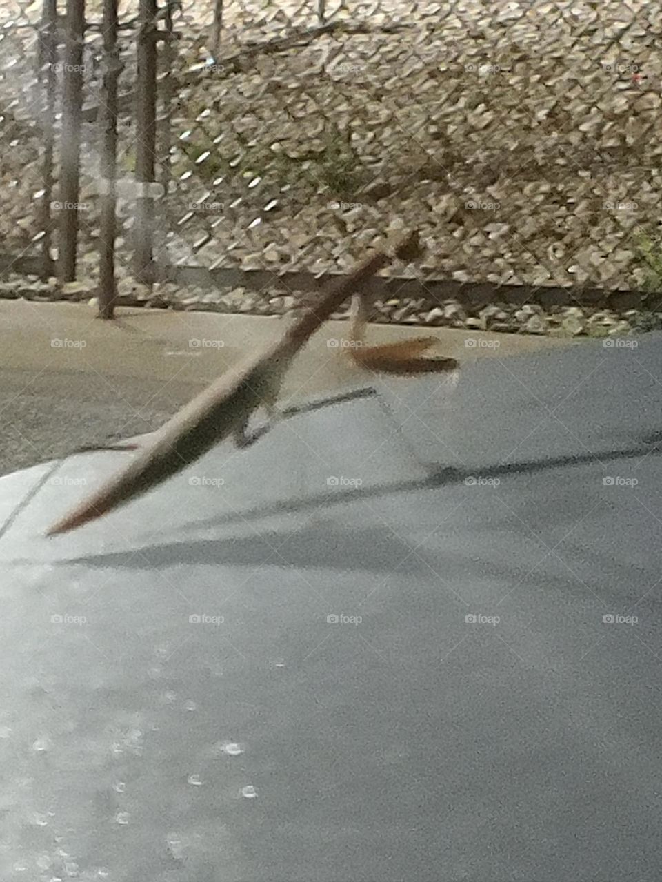 Praying Mantis on my car