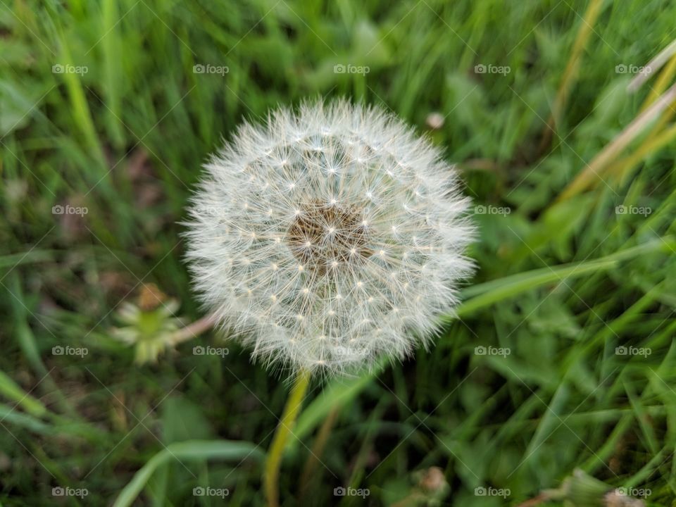 dandelion flower