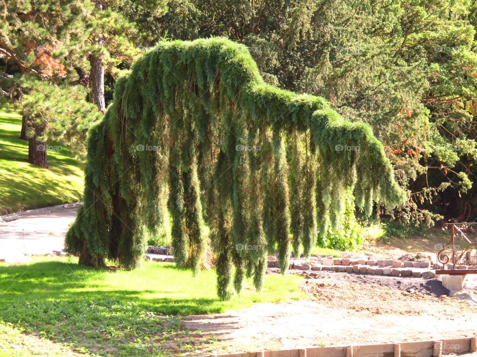 strange tree