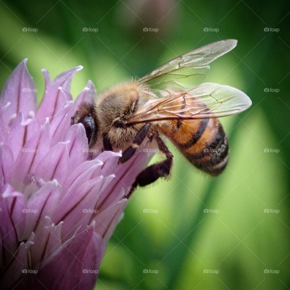 Honey bee pollinating pink common chive flowers in the backyard herb garden in summer