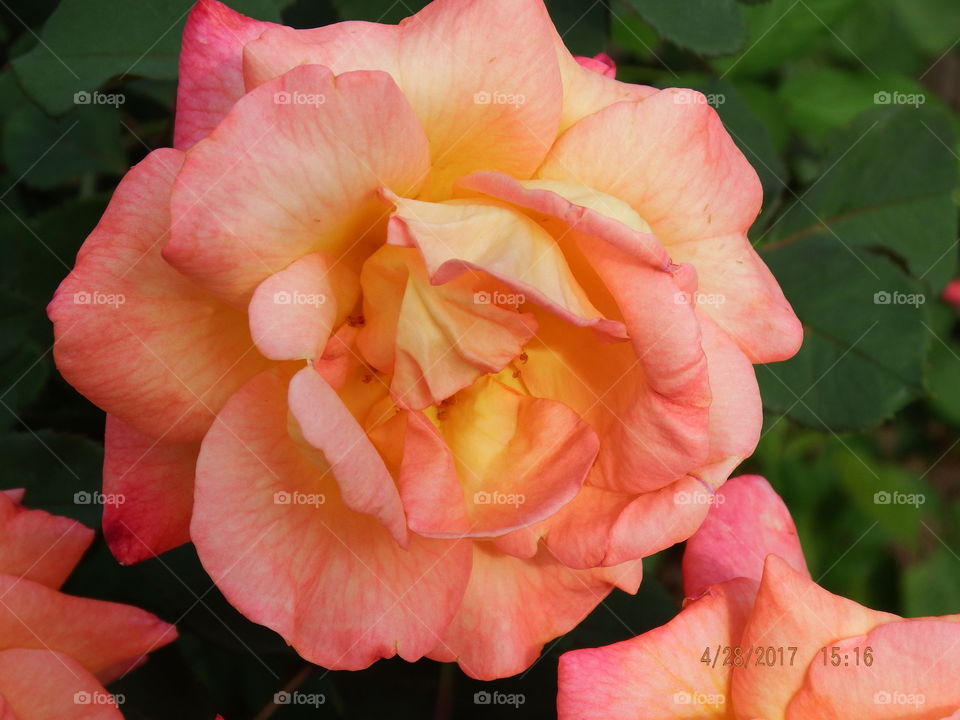 Rose bloom perfectly peach