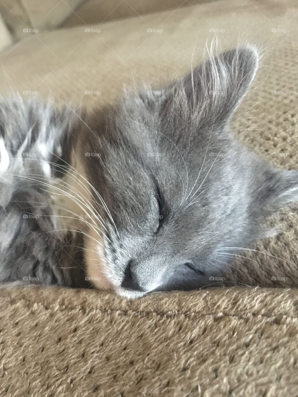 Little Gray Kitten takes a nap