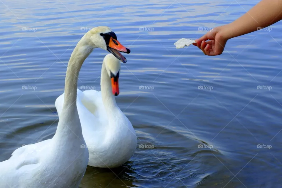 Swans