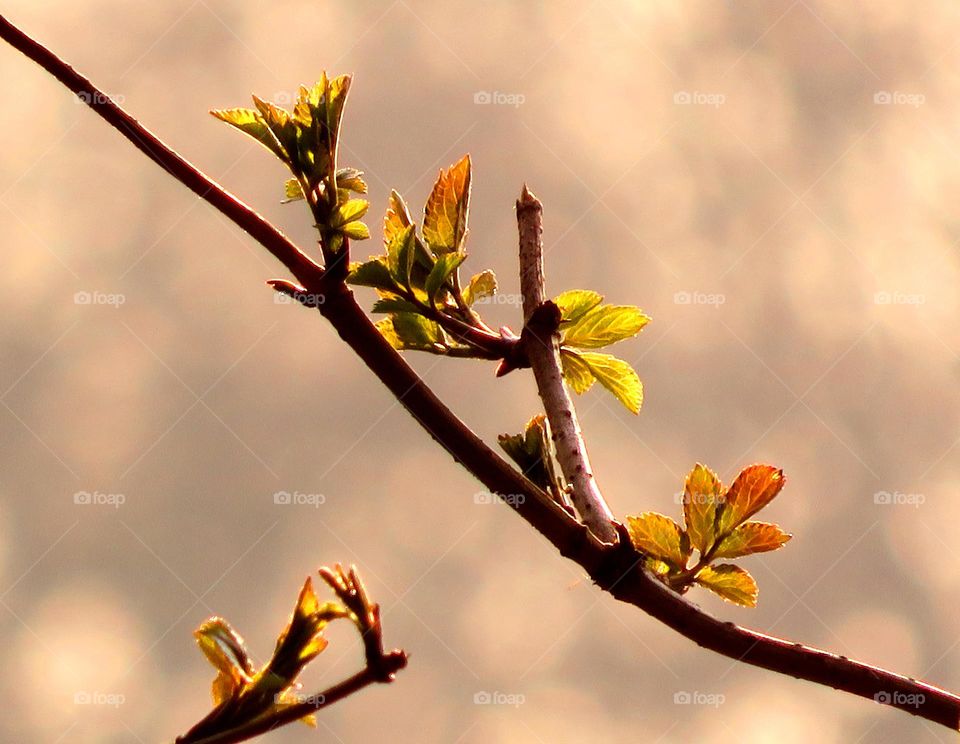 Spring leaves