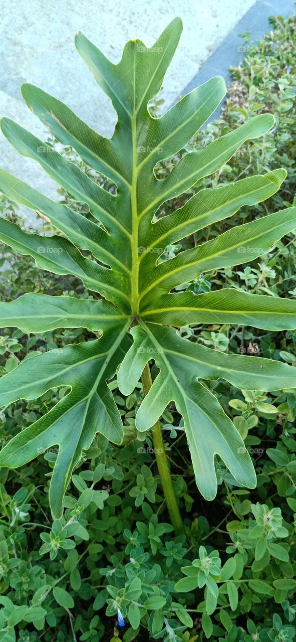 a unique design leaf