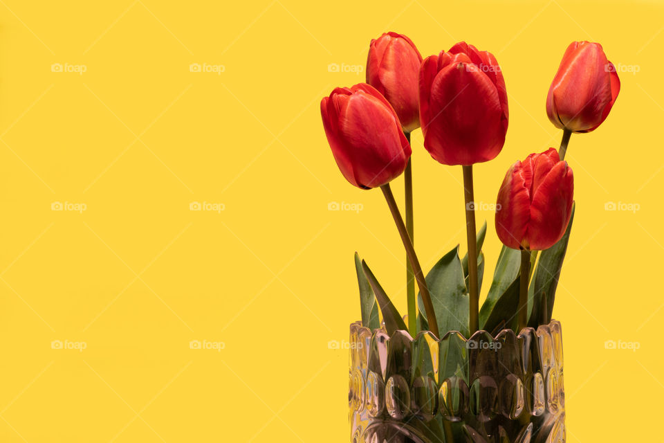 red tullips in a vase