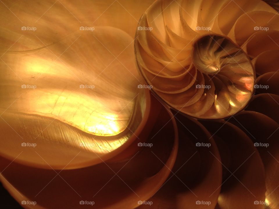 Nautilus shell cross section spiral symmetry pompilius seashell snail mollusk