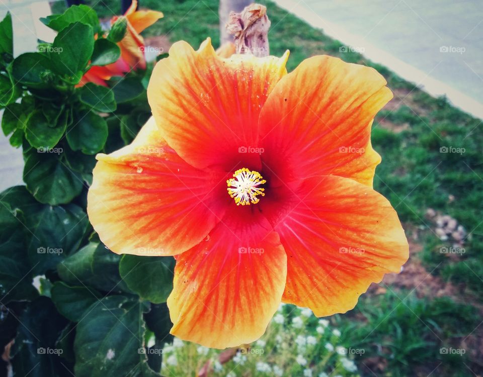 Outstanding flower!