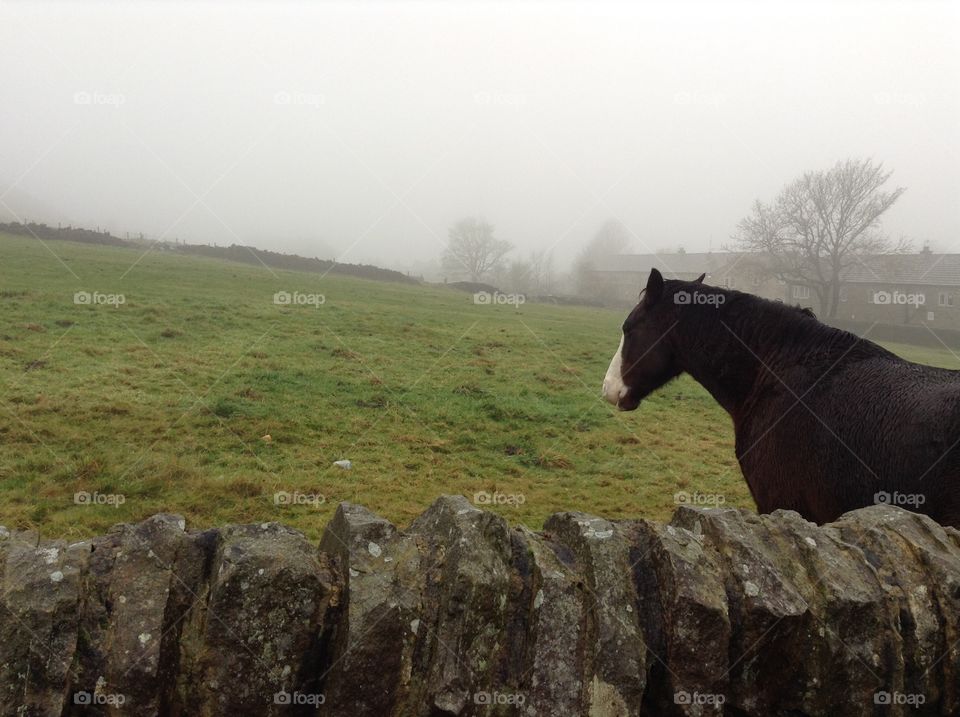A foggy day in Haworth, England where you can beautiful horses standing around you