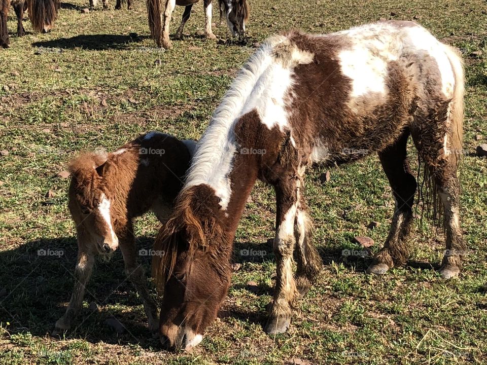 Visiting to the horses