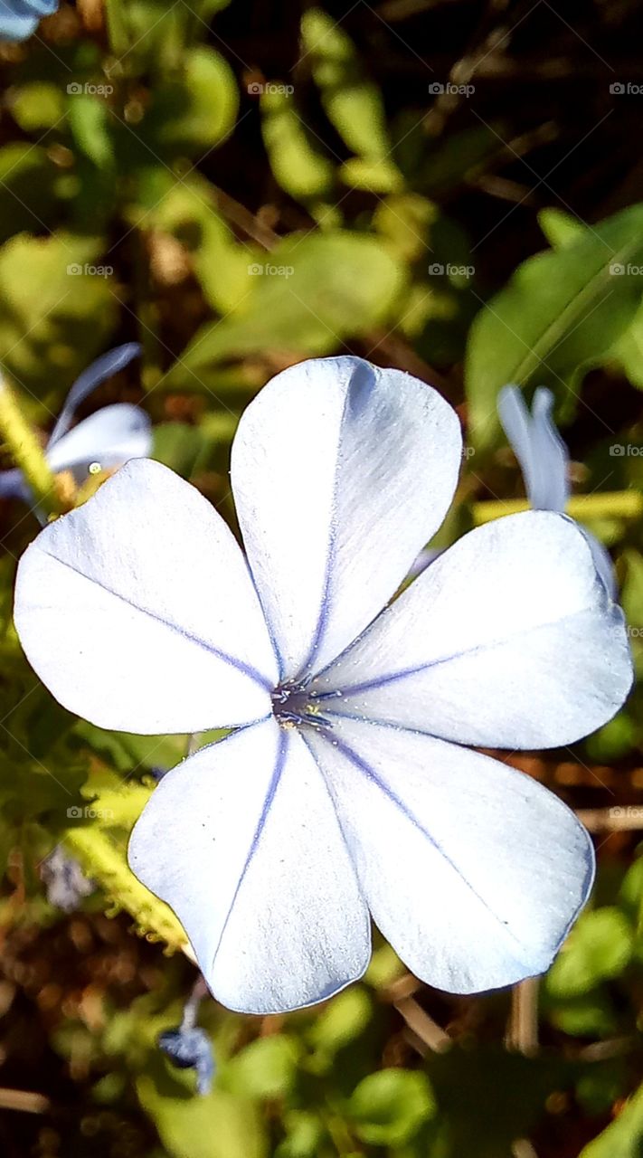 Plumbago auriculata