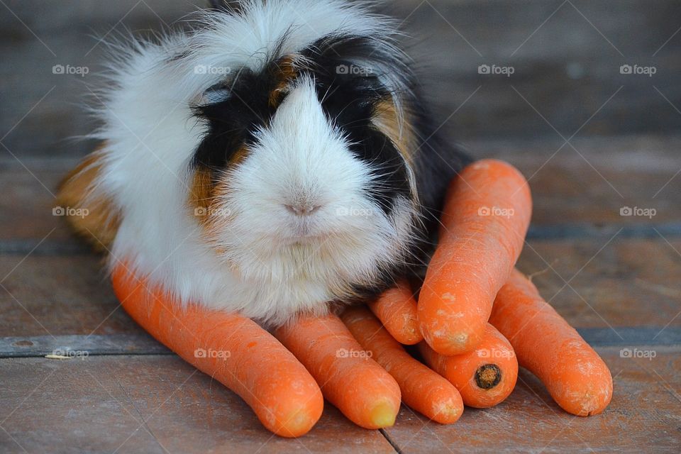 Guinea pig sitting on carrots