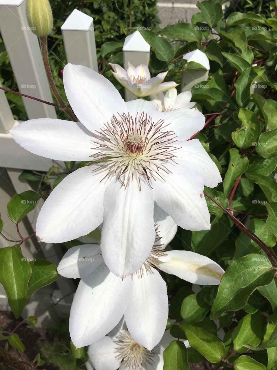 White clematis 