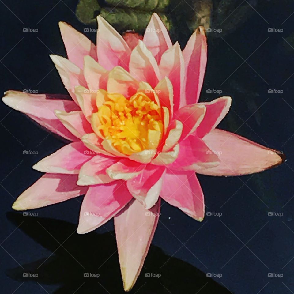Lotus, Lily, Flower, Pool, Aquatic