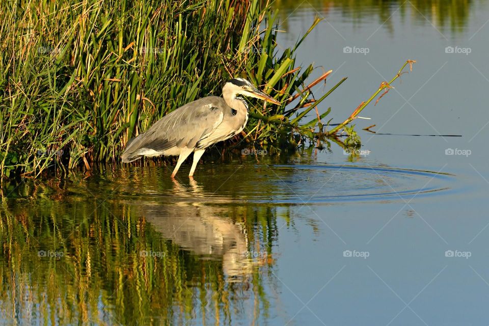 Heron in the pond