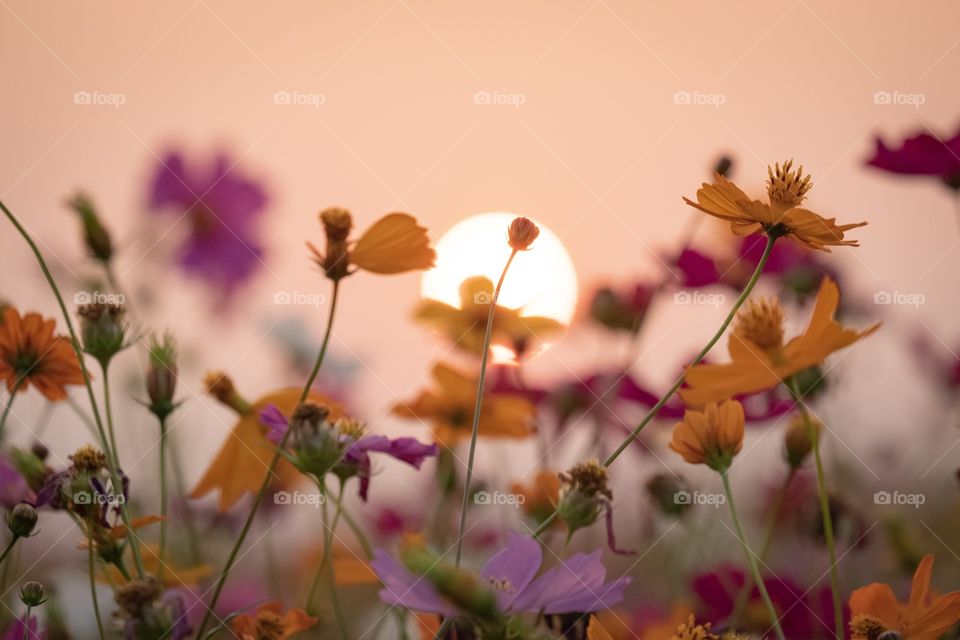Sun set behind the beautiful flower field in the north of Thailand , Chiang-rai