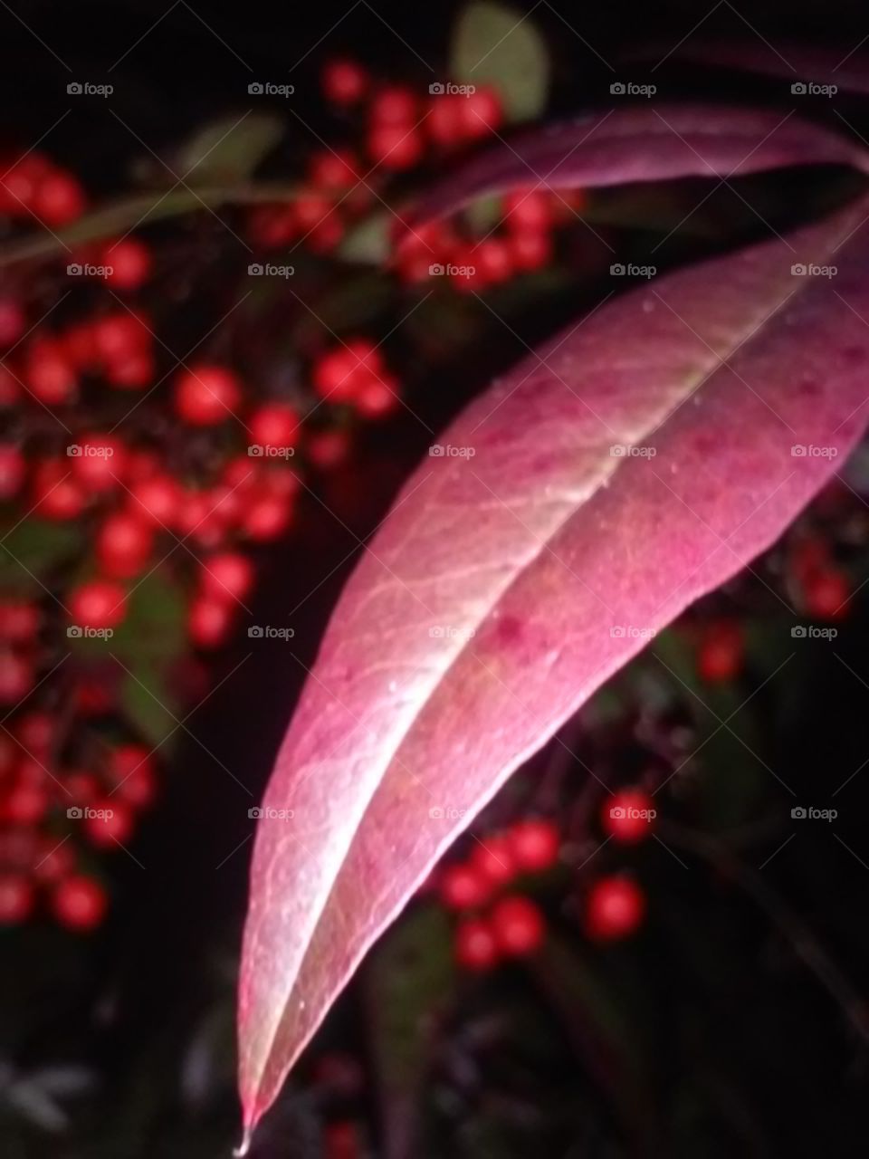 leaf berries