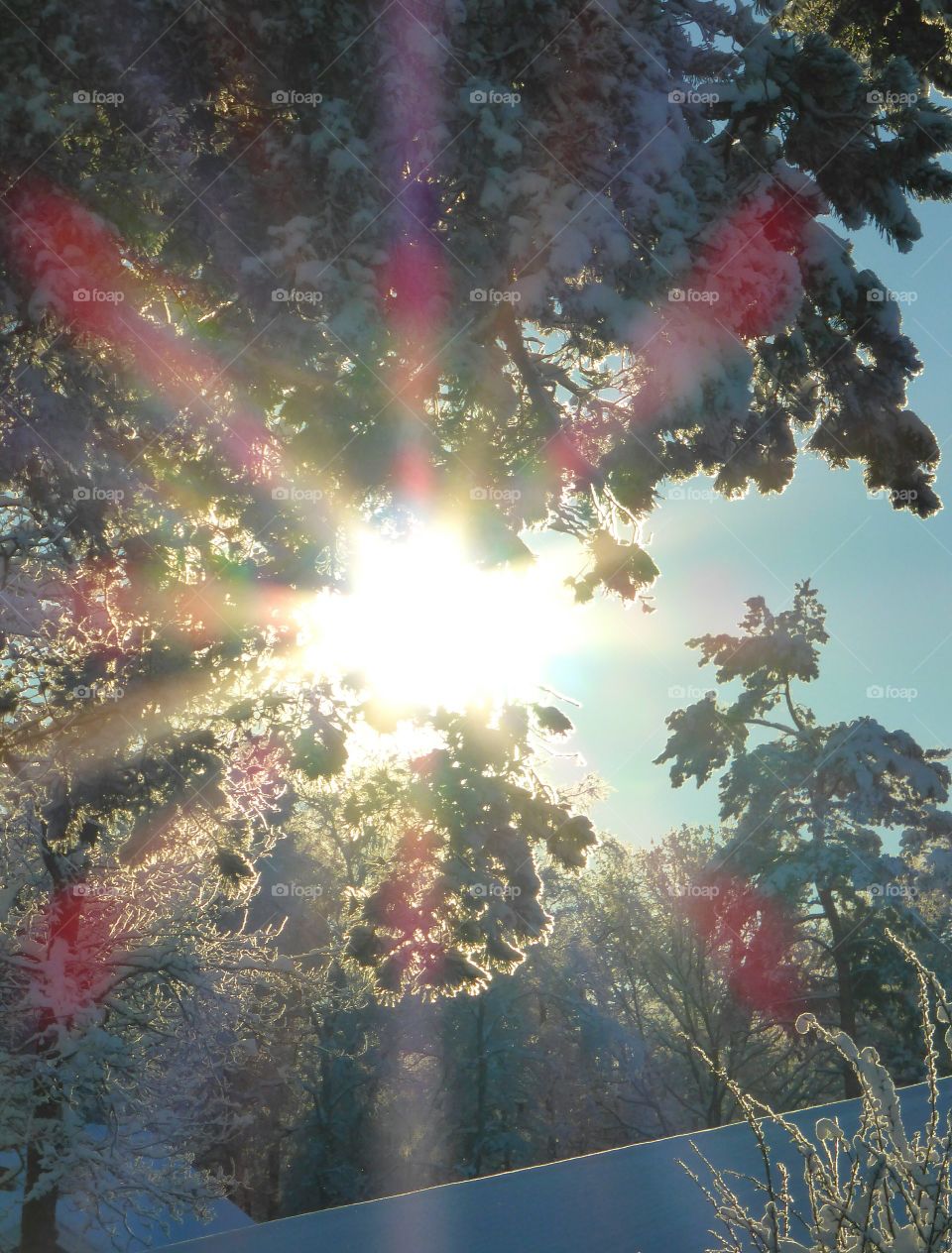 Sunshine through a fir tree