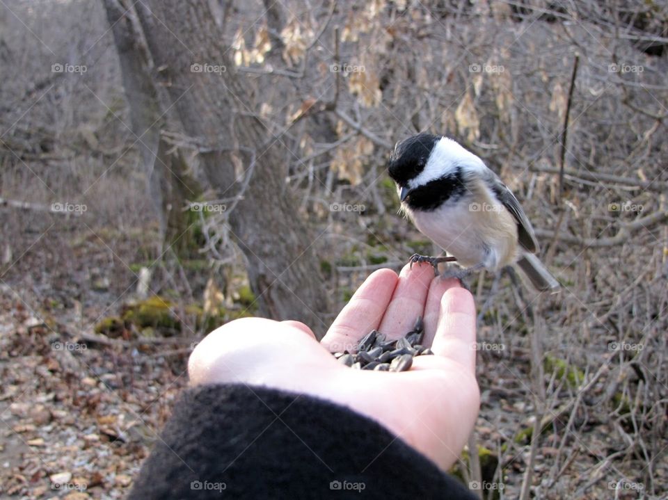 Nature, Outdoors, Tree, Bird, Wildlife