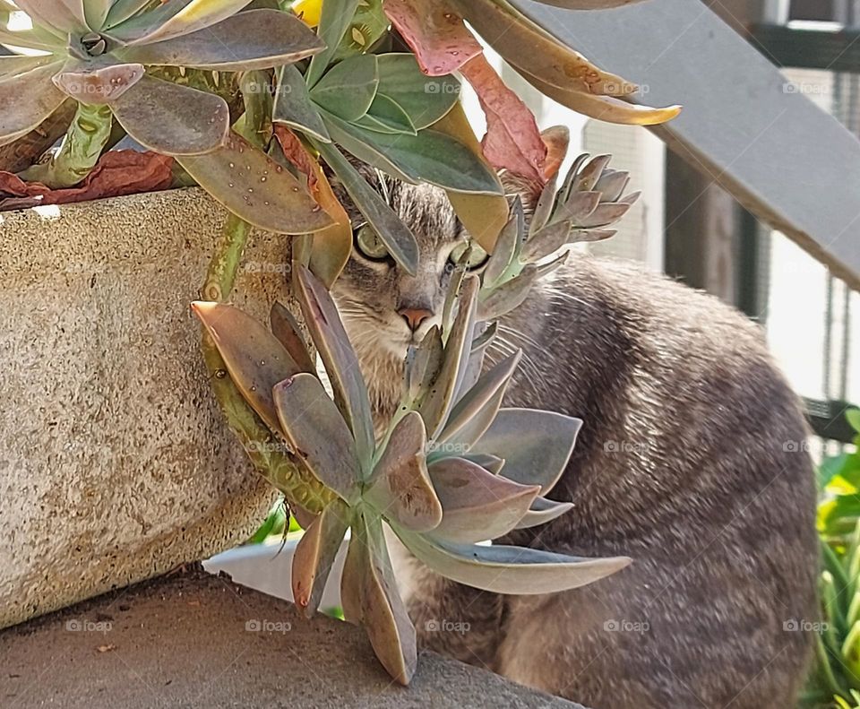 cat behind a plant