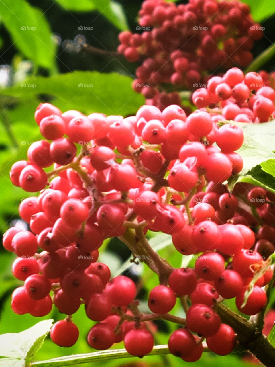Bunches of red elderberry