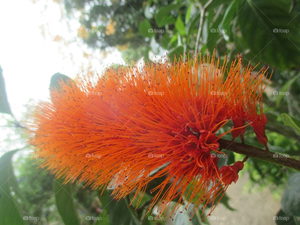 Monkey Brush Flower