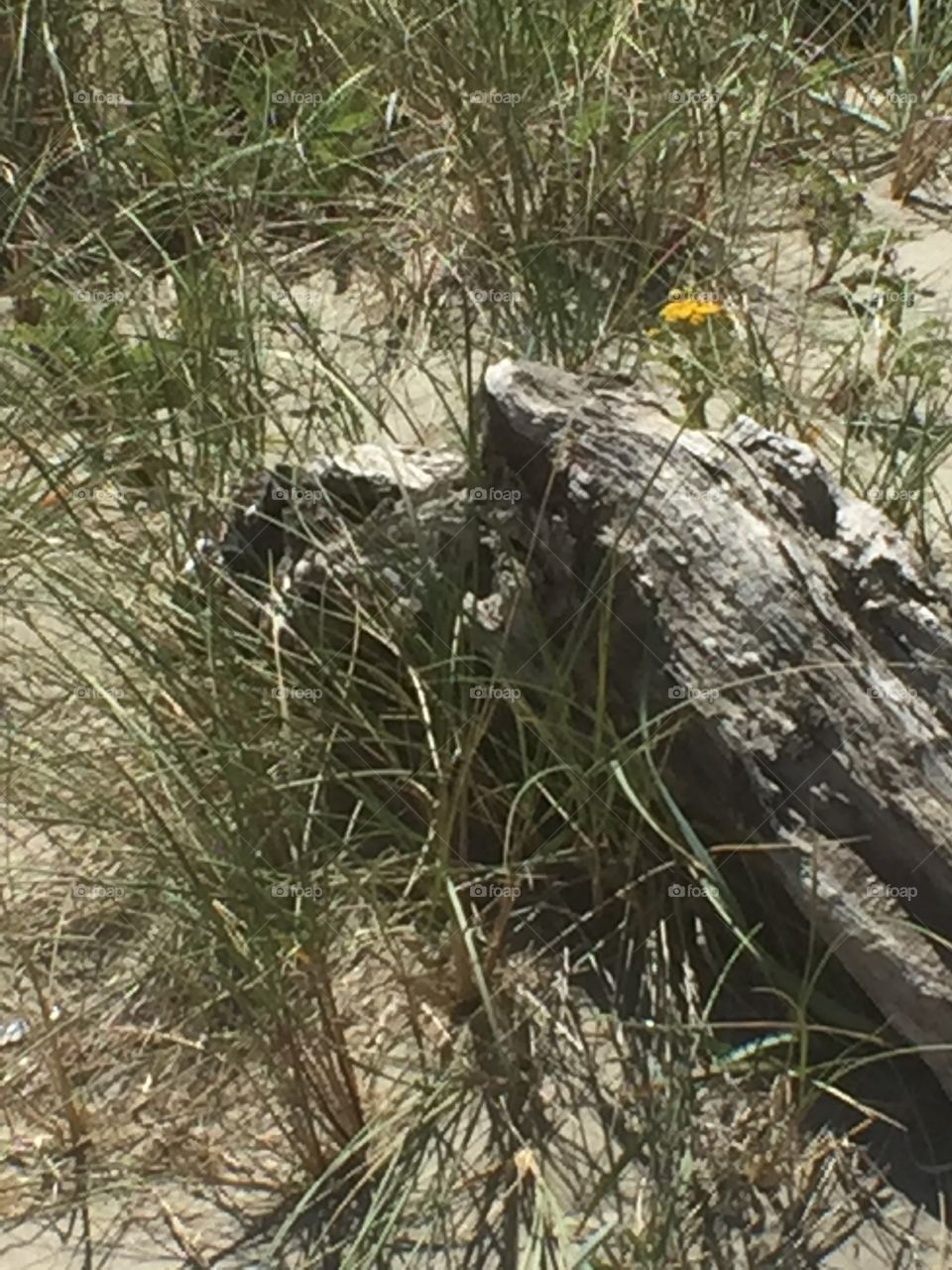 Beach driftwood 