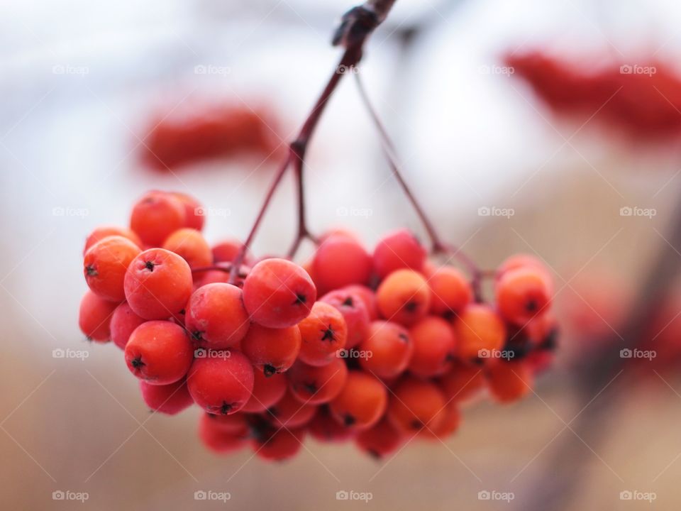 Berries 