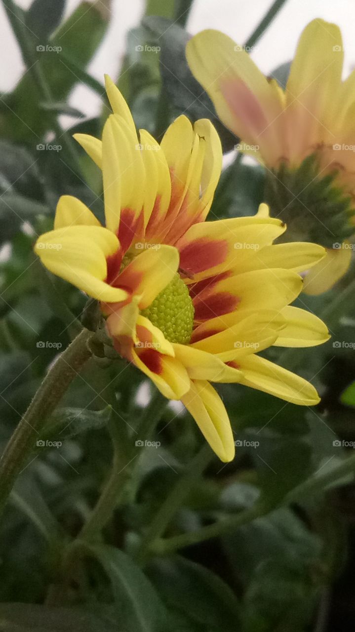 A story in beautiful garden