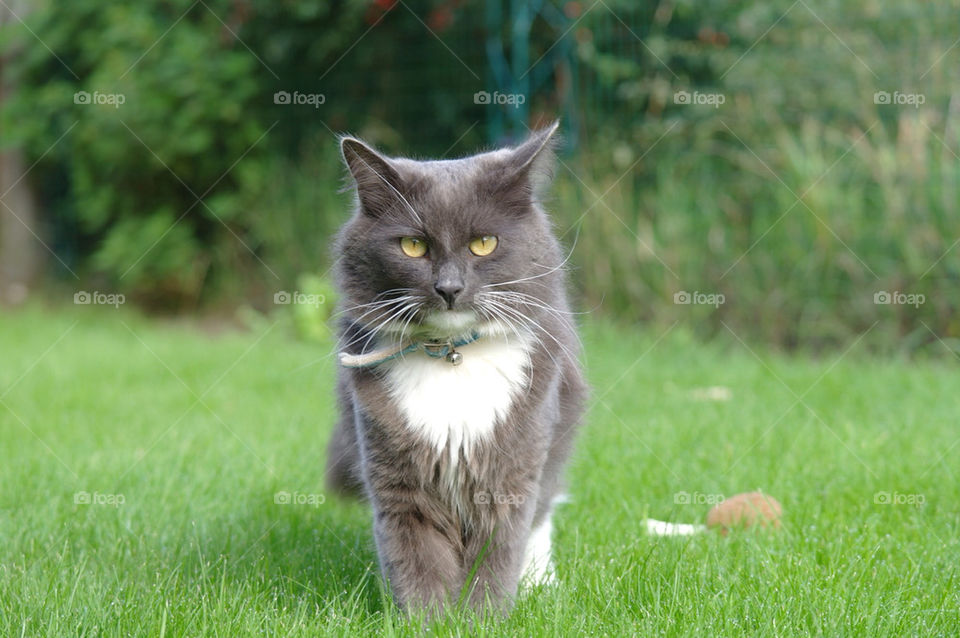 grass grey cat mammals by mattbphotos