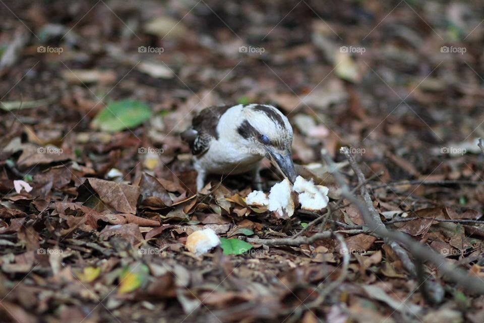 Kookaburra