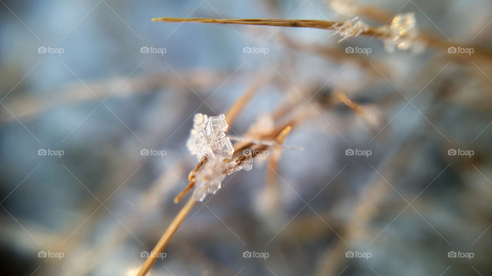 Frost on grass