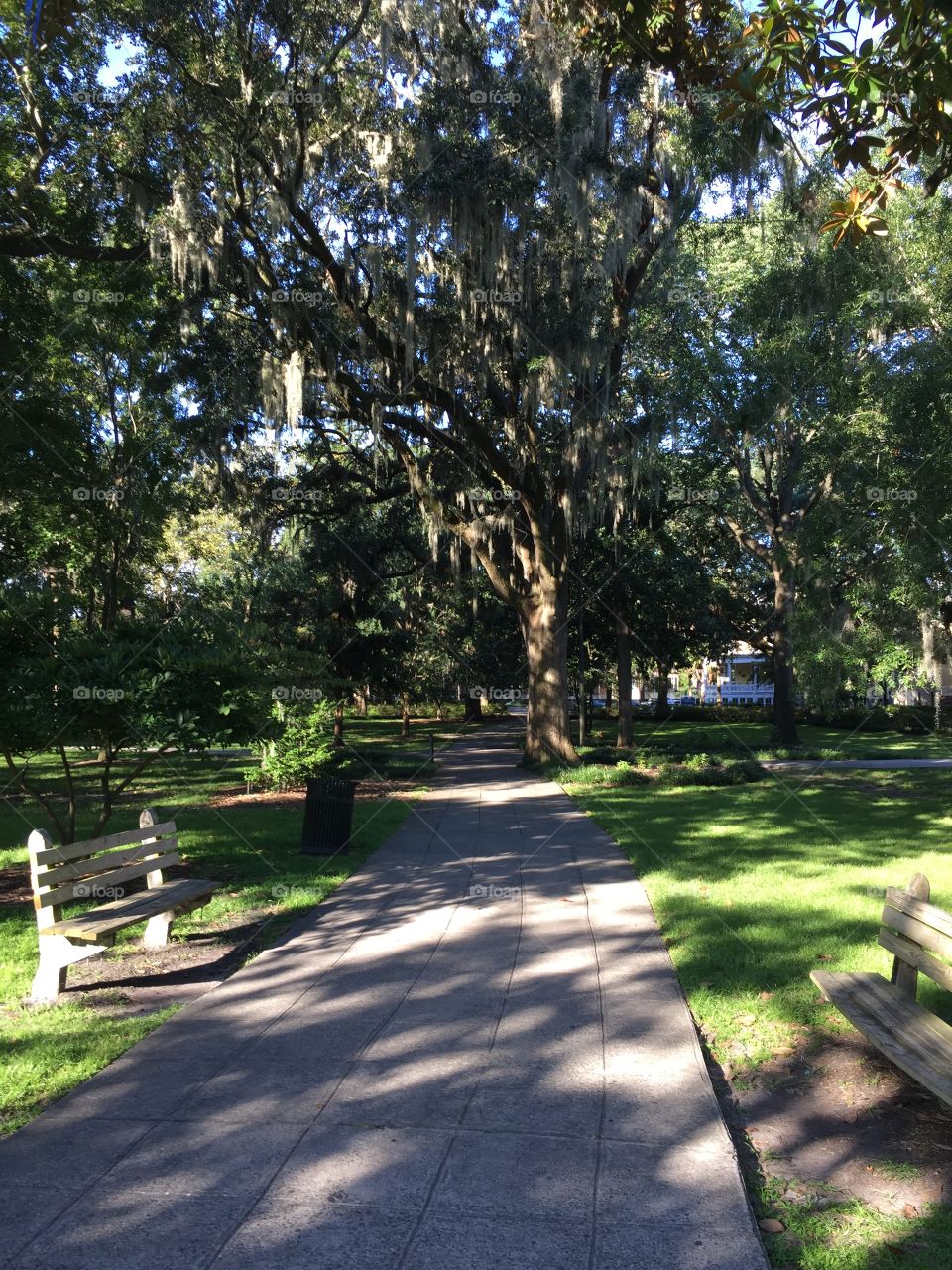 Savannah 