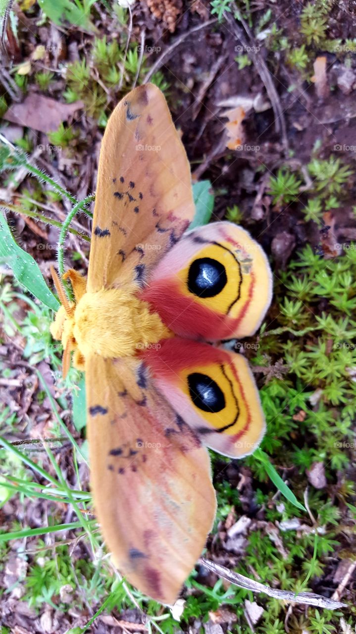 A beautiful Lo Moth I found on the playground.